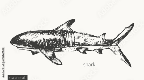 Vector sea animals illustration