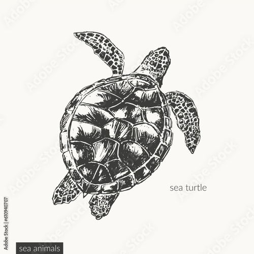 Vector sea animals illustration
