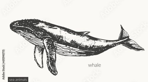 Vector sea animals illustration