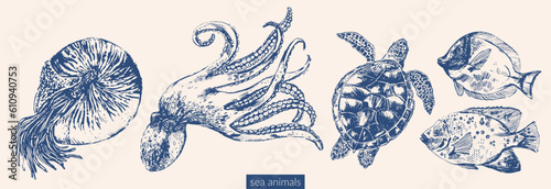 Vector sea animals illustration