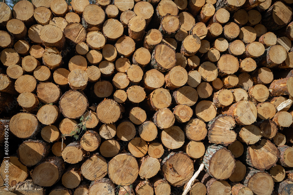 Log stacks. Forest pine and spruce trees. Log trunks pile, the logging timber wood industry.