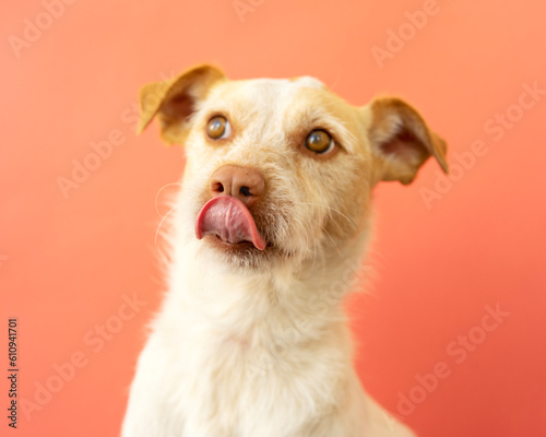 Portrait of a podenco breed dog on a red background. Dog with its mouth open and sticking out its tongue