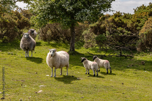 Sheep on Bodmin Moor Cornwall