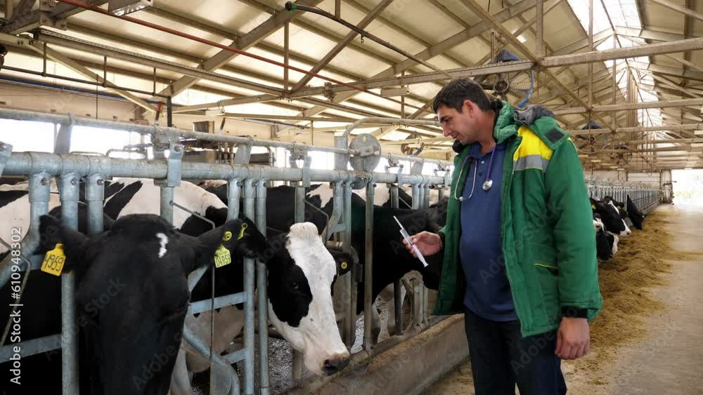 A male veterinarian in uniform examines cows in a cowshed on a large modern dairy farm. A male veterinarian in uniform examines cows in a cowshed on a large modern dairy farm.