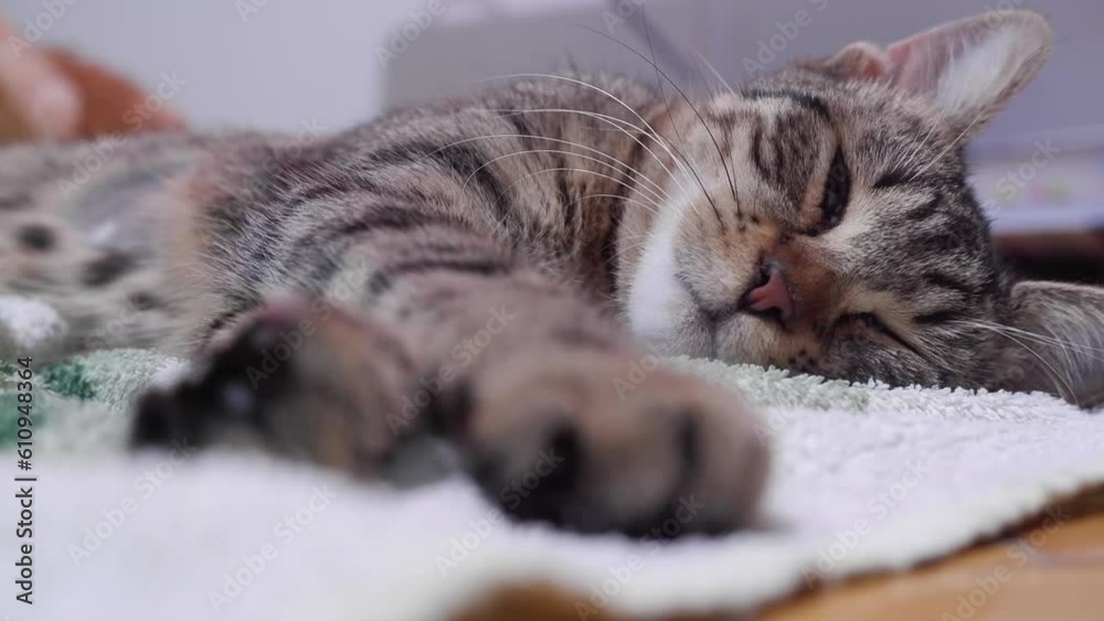 Tabby cat sleeping on a white carpet, cat dreaming while sleeping, cat in deep sleep concept idea video. 