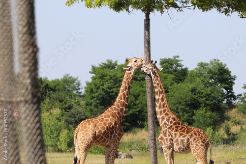 Giraffee s eating from tall trees