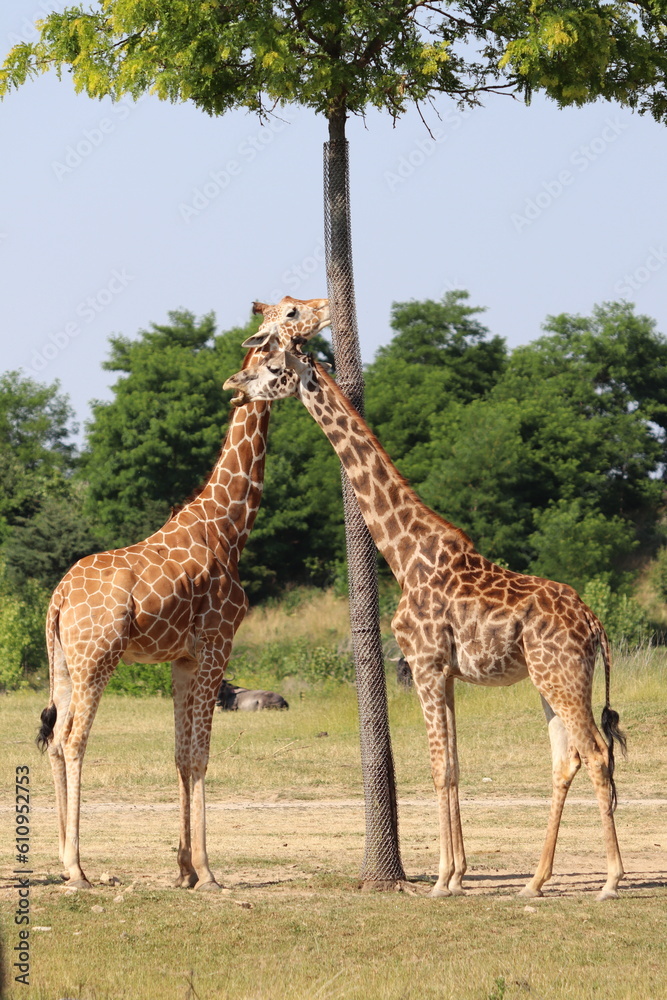 Obraz premium Giraffee's eating from tall trees