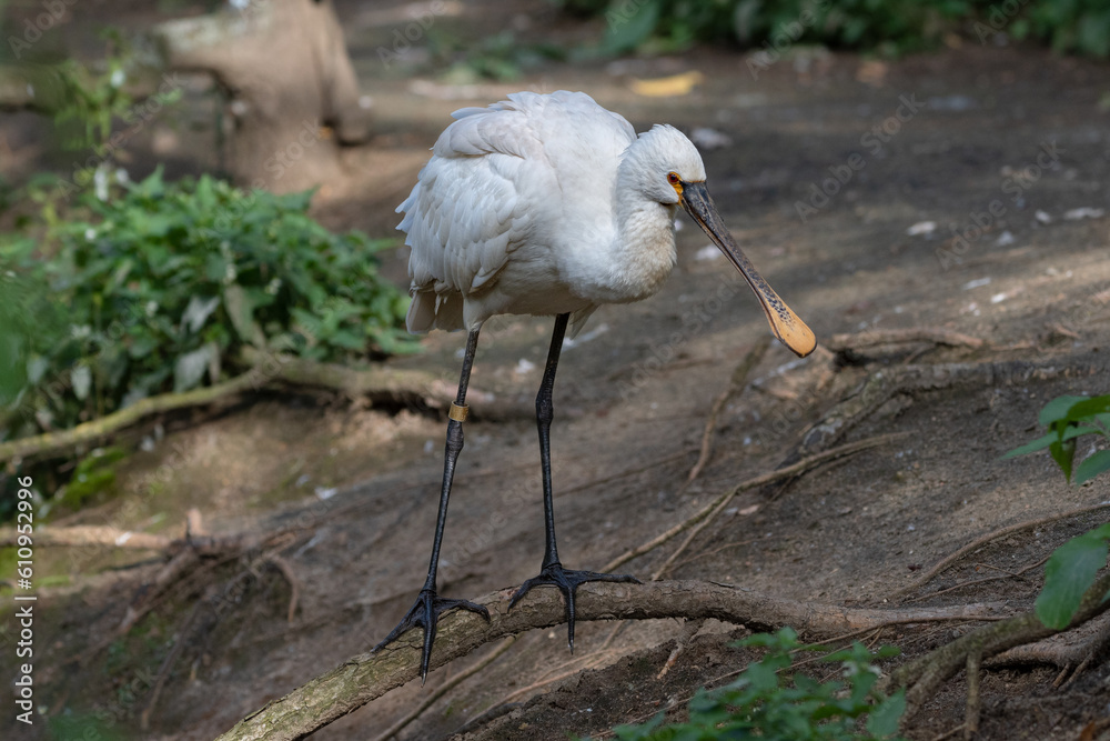 Warzęcha zwyczajna (Eurasian spoonbill, Platalea leucorodia) Stock ...