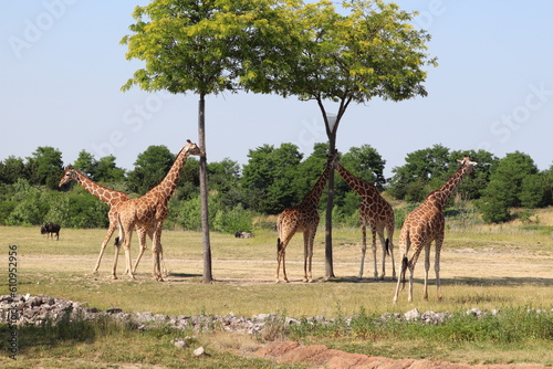 Giraffee's eating from tall trees © Jessica Brouillette
