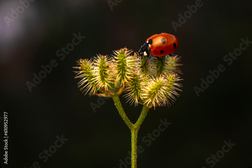 Macro shots, Beautiful nature scene. Beautiful ladybug on leaf defocused background