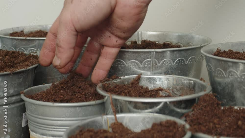 Soil is being sprinkled across the pots, evenly dispersed as it is scattered over each one. Soil is being sprinkled across the pots, evenly dispersed as it is scattered over each one.