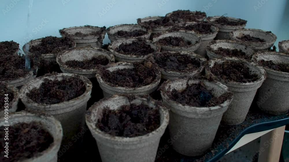 Water is being poured onto the pots filled with soil, providing hydration to the plants and ensuring the soil remains moist. Water is being poured onto the pots filled with soil, providing hydration to the plants and ensuring the soil remains moist.