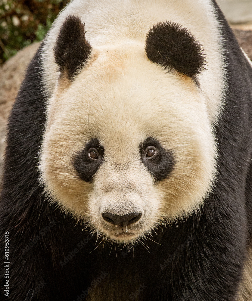 Obraz premium giant panda bear