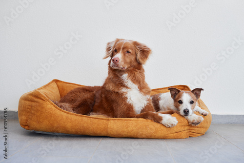 Photography two dogs, small and large, lie on their yellow pet bed against the background of a white wall