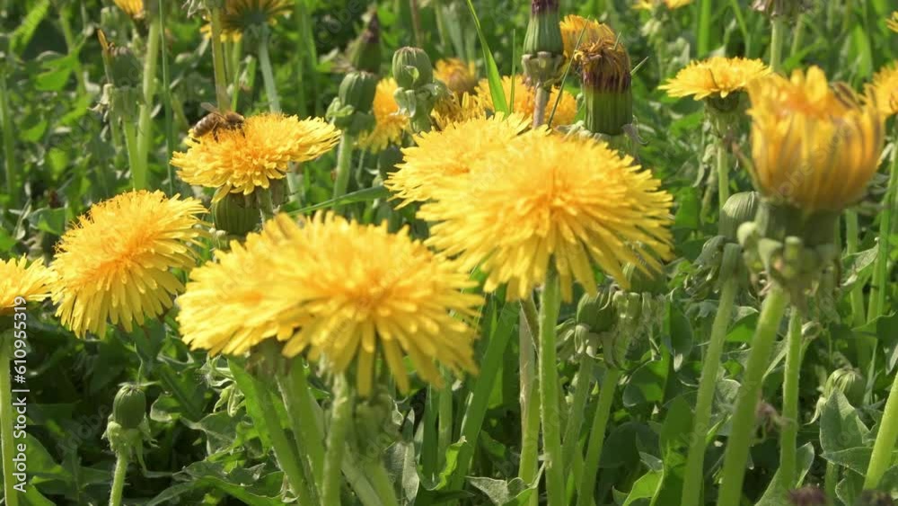 bee working at yellow flowers - dandelions. close up view. sunny day bee working at yellow flowers - dandelions. close up view. sunny day