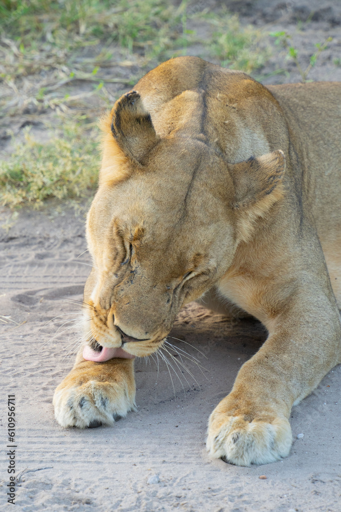 Obraz premium Löwin Nahaufnahme