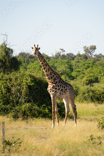 Giraffe Afrika