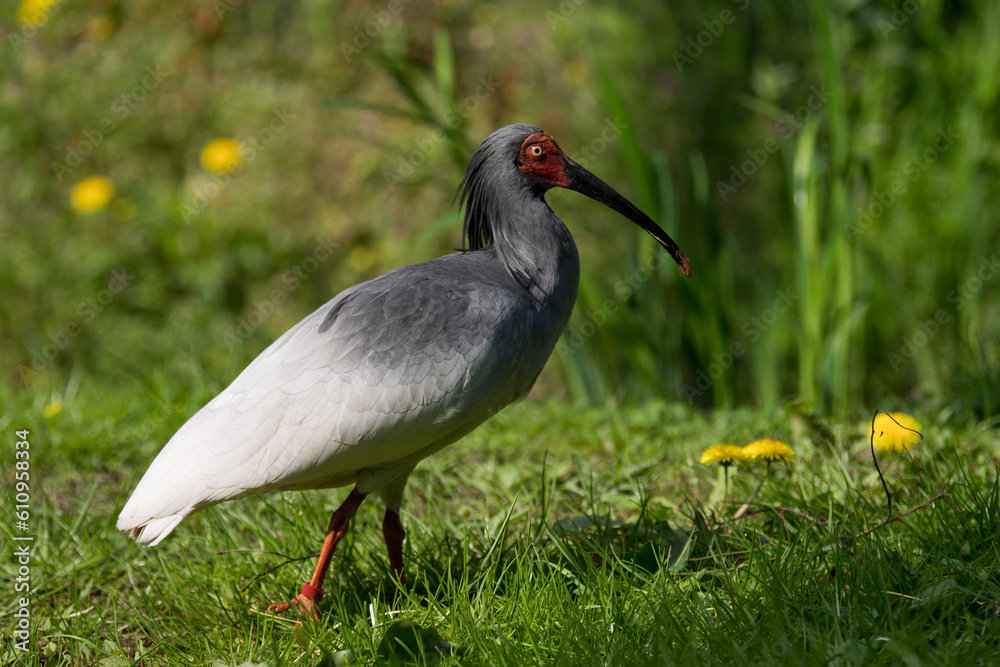 Fototapeta premium grey crowned crane