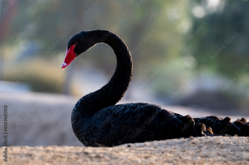 Obraz premium black swan silhouette graceful
