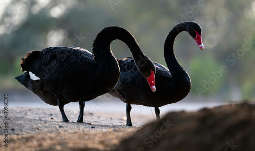 black swan silhouette graceful