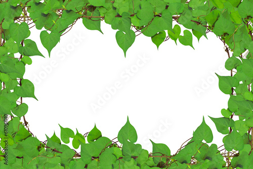 Green leaves border. Frame of Vine Plant isolated on transparent background