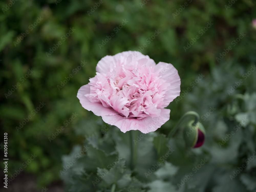 pink and white Poppy pink and white Poppy