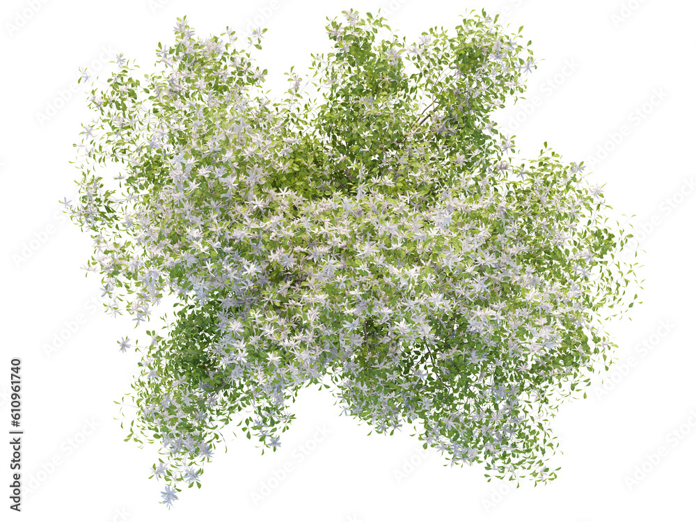Top View Mock Orange Top View Mock Orange