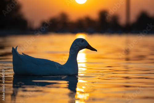 white duck at sunset