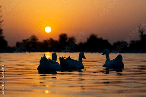 white duck at sunset