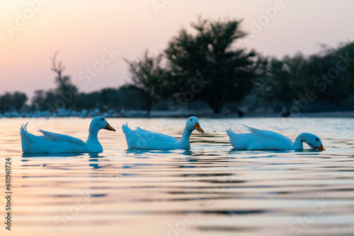 white duck at sunset