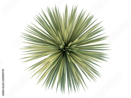 Top View Beaked Yucca