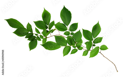 Branch of fresh green elm-tree leaves isolated on white or transparent background photo