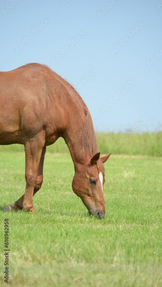 One single brown horse grazing in the meadow on a pasture eating grass in the rural countryside, side view profile, vertical video
One single brown horse grazing in the meadow on a pasture eating grass in the rural countryside, side view profile, vertical video