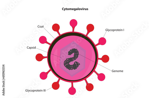 Cytomegalovirus 