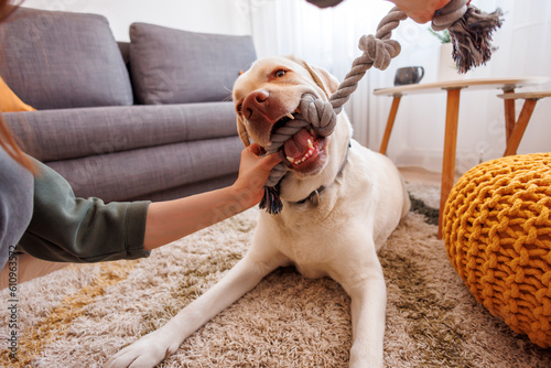 Woman playing with her dog at home using rope toy photo