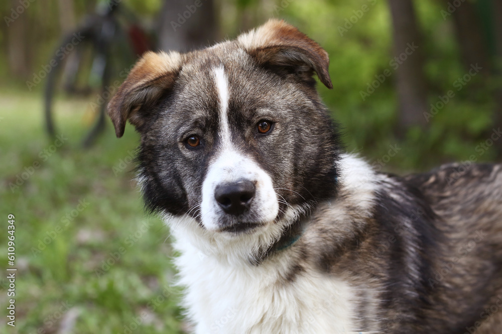 shepherd puppy dog close up portrait on green grass background shepherd puppy dog close up portrait on green grass background