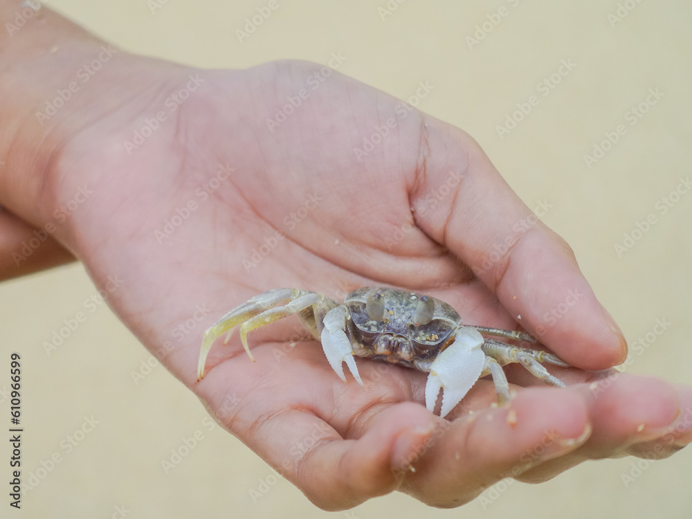 Small crab in hands