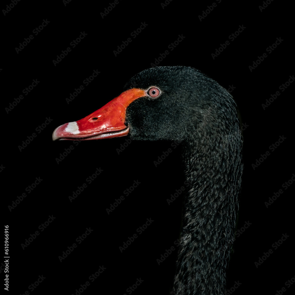 Portret łabędzia czarnego (Black swan, Cygnus atratus) - obrazy, fototapety, plakaty 