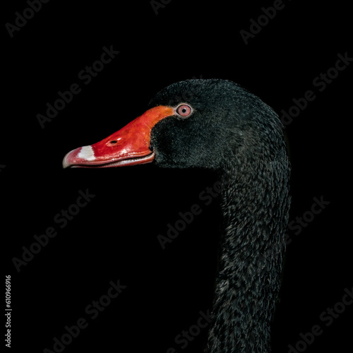 Portret łabędzia czarnego (Black swan, Cygnus atratus) photo