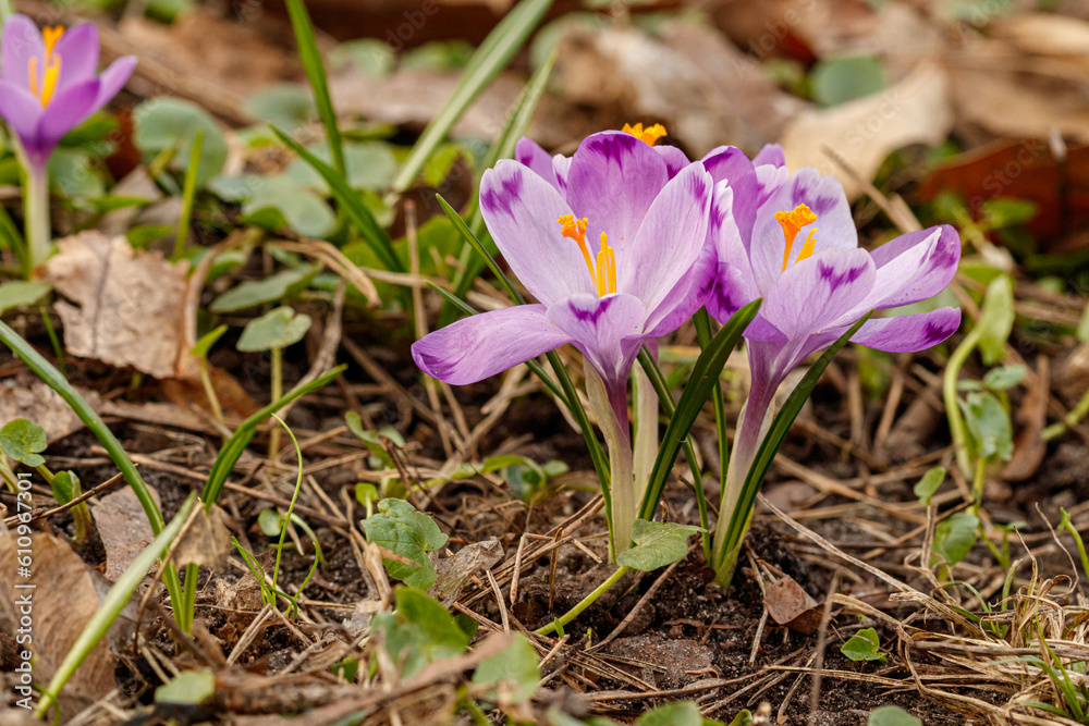 Purple beautiful blooming crocuses in spring against the background of grass Purple beautiful blooming crocuses in spring against the background of grass