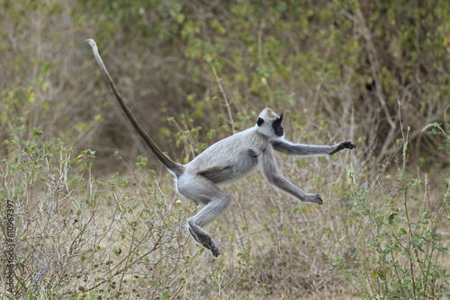 The tufted gray langur (Semnopithecus priam), also known as Madras gray langur, and Coromandel sacred langur in a jump, jumping