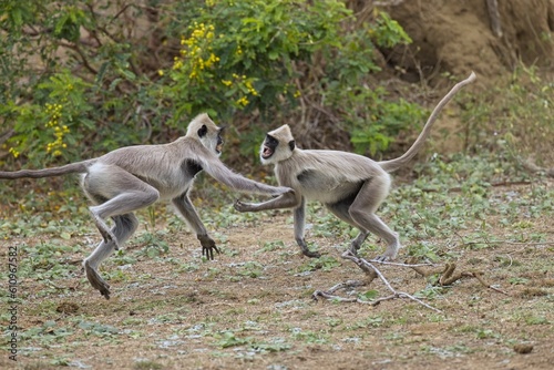 Pair of the tufted gray langur (Semnopithecus priam), also known as Madras gray langur, and Coromandel sacred langur in fight, fighting
