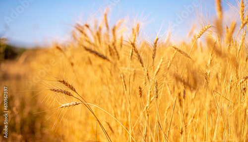 Wheat field on a sunny day. Grain farming  ears of wheat close-up. Agriculture  growing food products.