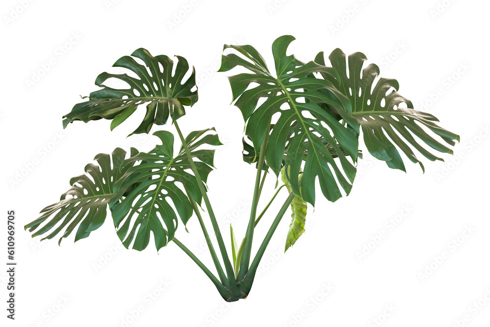 monstera plant isolated 
