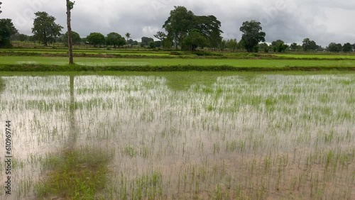 landscape with rice field and sky