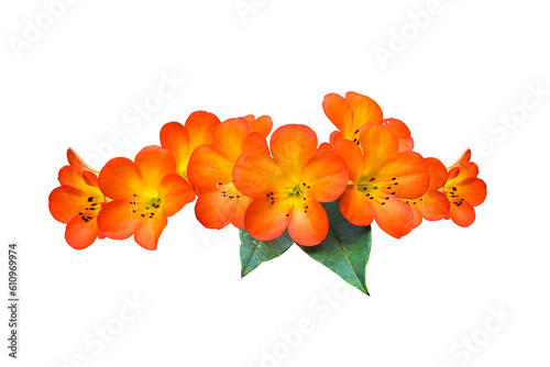 orange flowers isolated 