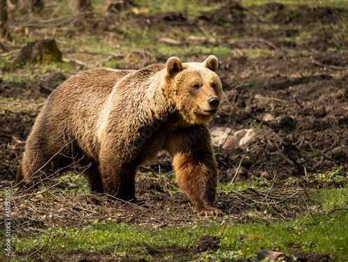 Brown bear (Ursus arctos) in a forest. The environment was modified by humans. The bear is standing and looking straight forward. The wild animal is focussed on something interesting.