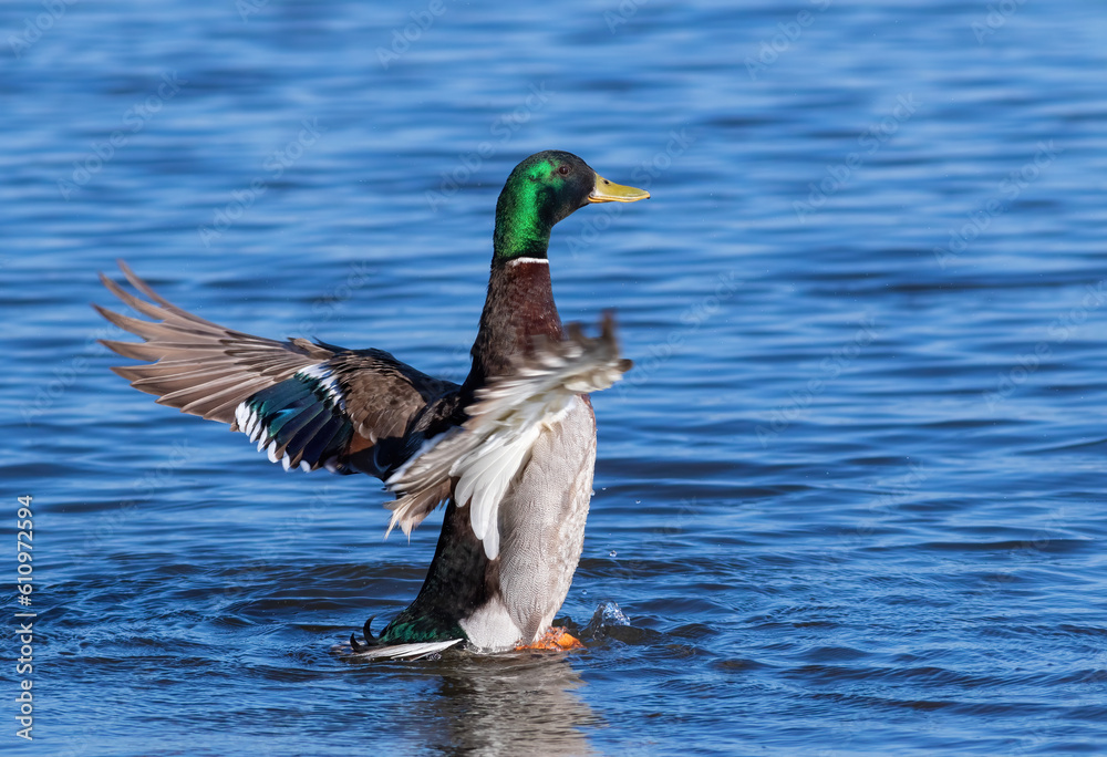 Mallard, Anas platyrhynchos. The male swims in the river, stretching his wings Mallard, Anas platyrhynchos. The male swims in the river, stretching his wings