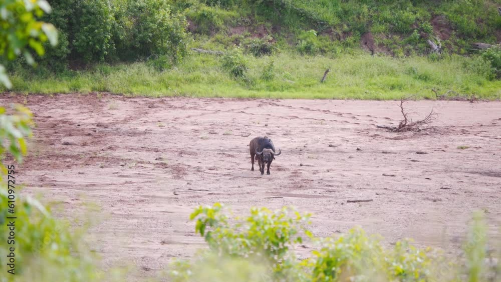 Solitary African buffalo bull standing still on muddy savannah plain. Solitary African buffalo bull standing still on muddy savannah plain.