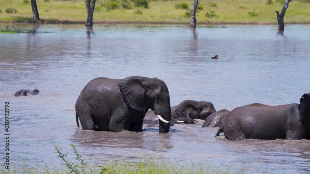 African elephant wallowing in savannah lake, rest of herd bathing. African elephant wallowing in savannah lake, rest of herd bathing.